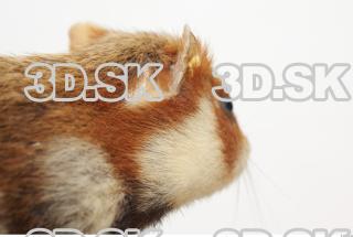 Hamster 0015